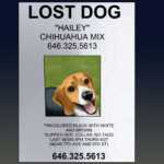 Lost Dog Flyer Template ~ Addictionary regarding Missing Dog Flyer Template